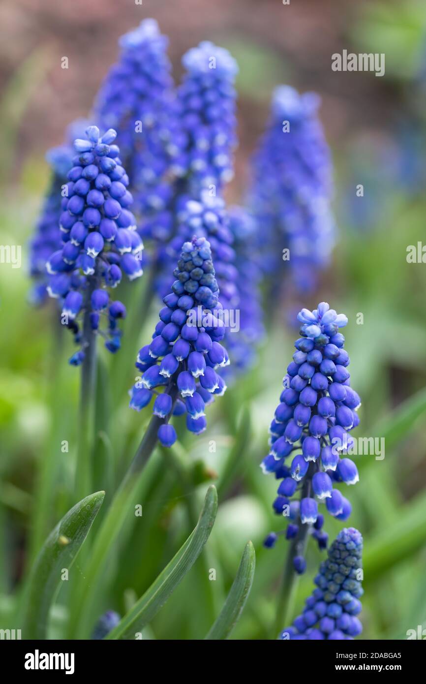 Zarte blaue Muscari-Blüten im Frühlingsgarten. Blaue Blumen. Muscari vernachlässectum. Traubenhyazinthe. Stockfoto