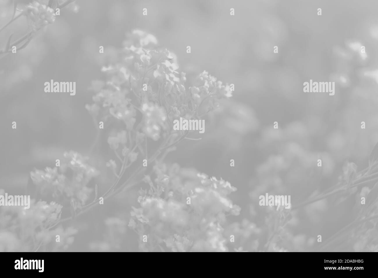Natürlicher Hintergrund und Textur. Weiches Fokusbild von kleinen Blüten von Aurinia saxatilis in hellgrauer Tonalität Stockfoto