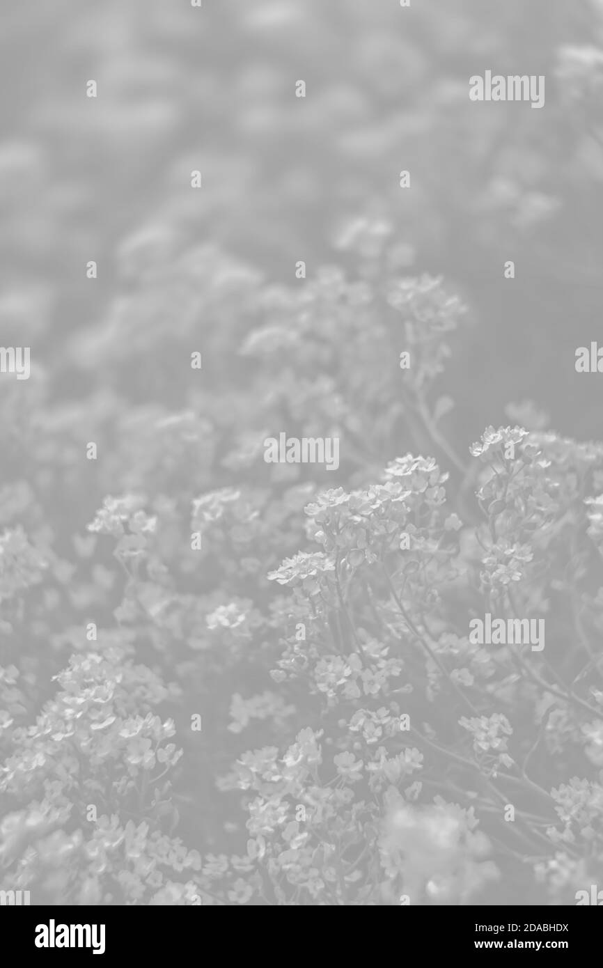 Natürlicher Hintergrund und Textur. Weiches Fokusbild von kleinen Blüten von Aurinia saxatilis in hellgrauer Tonalität Stockfoto