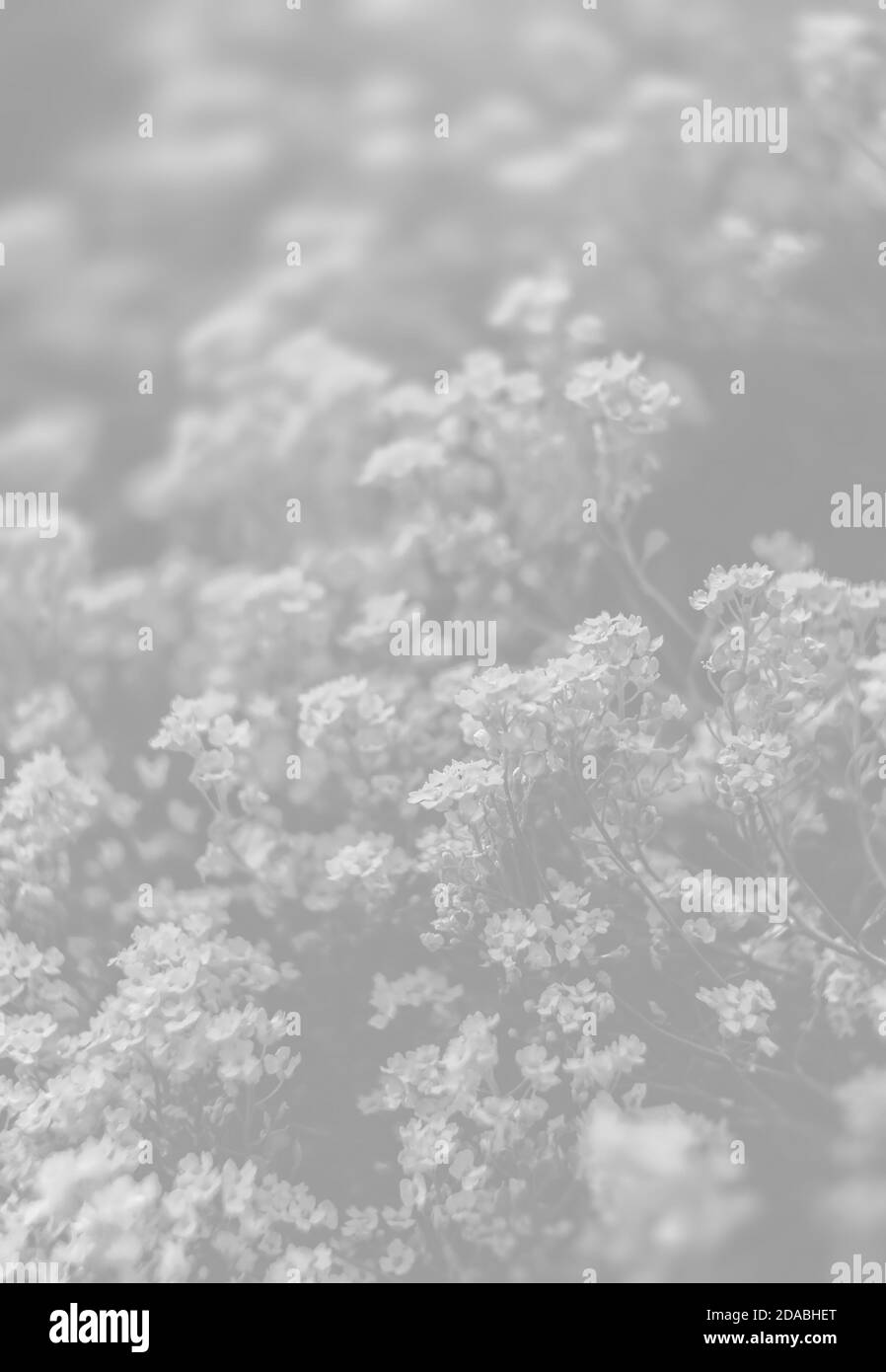 Natürlicher Hintergrund und Textur. Weiches Fokusbild von kleinen Blüten von Aurinia saxatilis in hellgrauer Tonalität Stockfoto