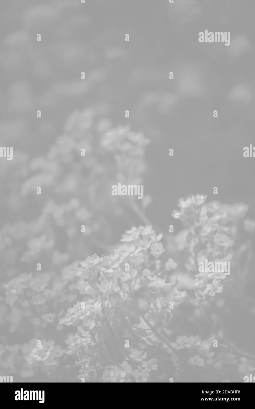 Natürlicher Hintergrund und Textur. Weiches Fokusbild von kleinen Blüten von Aurinia saxatilis in hellgrauer Tonalität Stockfoto