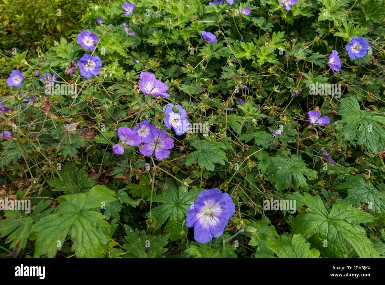 Nahaufnahme von Geranie rozanne violette Blütenknospen Blüten mehrjährige Pflanze wächst an der Sommergrenze England Großbritannien Großbritannien Großbritannien Großbritannien Großbritannien Großbritannien Großbritannien Großbritannien Großbritannien Großbritannien Großbritannien Großbritannien Großbritannien Großbritannien Großbritannien Großbritannien Großbritannien Großbritannien Großbritannien Großbritannien Großbritannien Großbritannien Großbritannien Großbritannien Stockfoto