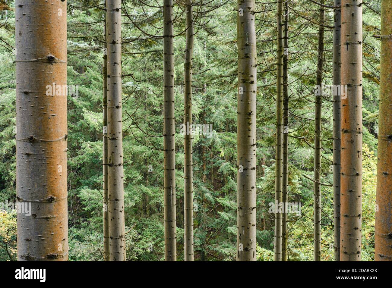 Vertikale Baumstämme in einem dichten Wald Stockfoto