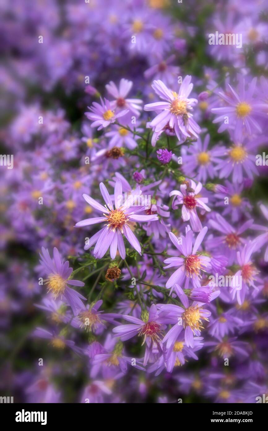 Blühende Asterblüten Stockfoto