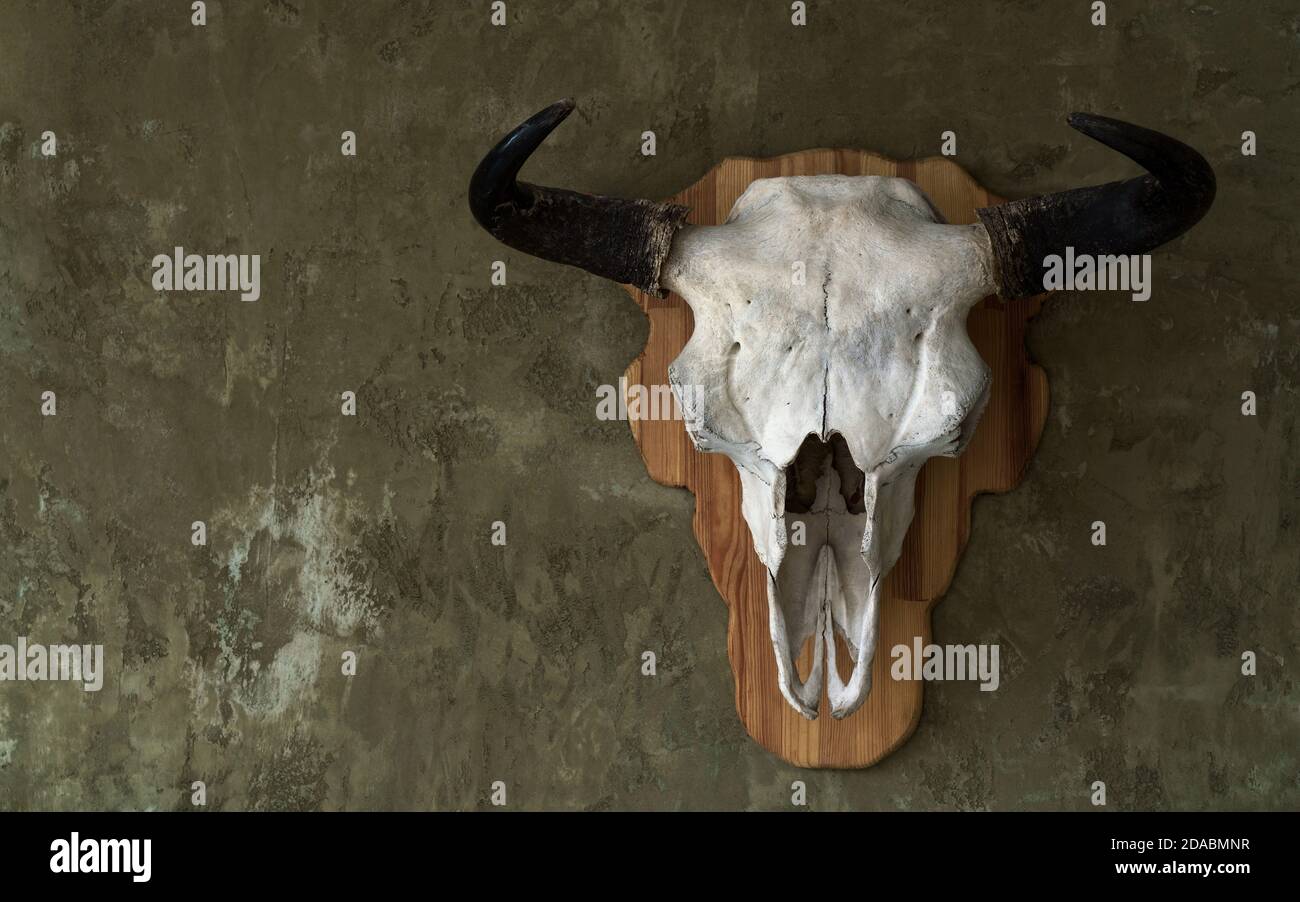 Stier Tier Schädel an der Wand mit Kopierraum gehängt Stockfoto