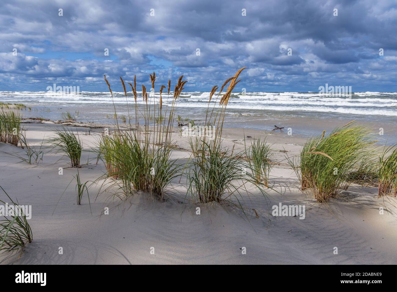 Pflanzen am Strand in Katy Rybackie an der Weichsel Spit über der Danziger Bucht in der Ostsee, Polen Stockfoto