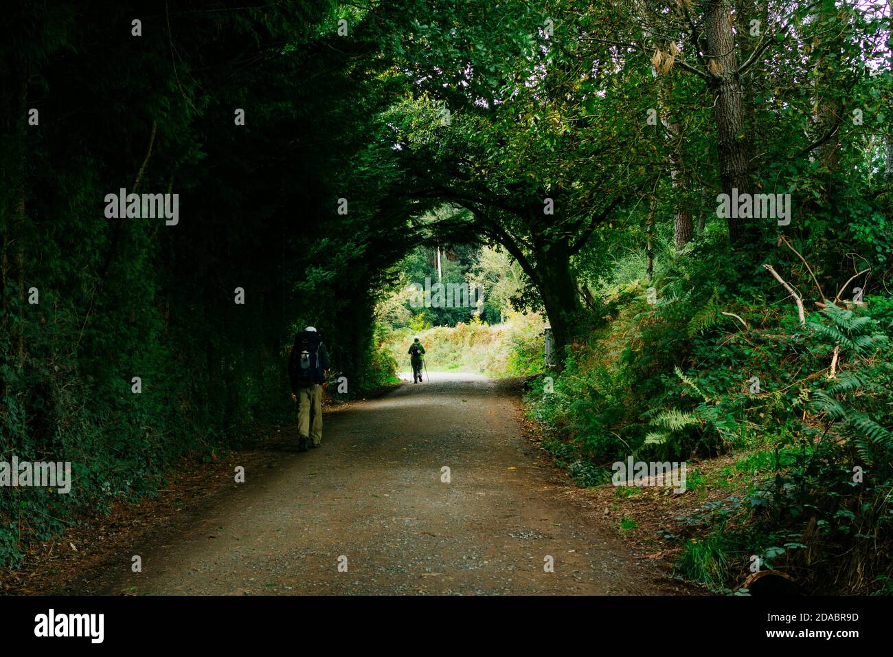 Tunnel der Vegetation auf dem Weg durch die Wälder von Galicien. Französischer Weg, Jakobsweg. In der Nähe von Mellid - Melide, A Coruña, Galicien, Spanien, Europ Stockfoto
