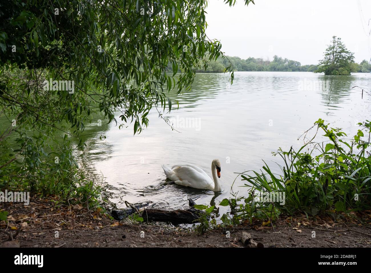 Anmutige und schöne weiße Schwan in Angelsee mit Wellen Im Wasser neben Bäumen in England Stockfoto