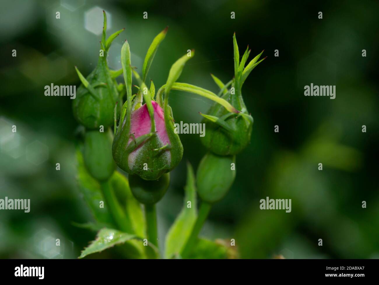 Junge Knospe der Rose auf grünem verschwommenem Hintergrund Stockfoto