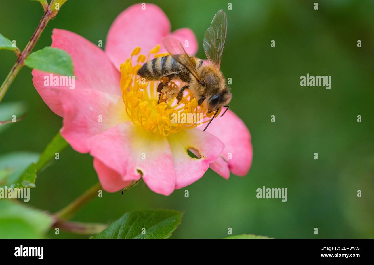 Honigbiene auf einer Blume wilder Rosen. Stockfoto