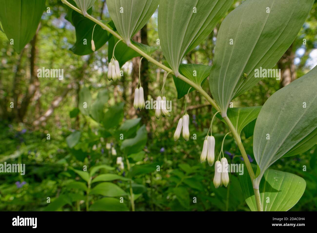 Solomon-Robbe (Polygonatum multiflorum) blüht im alten Waldunterholz, Wiltshire, Großbritannien, Mai. Stockfoto