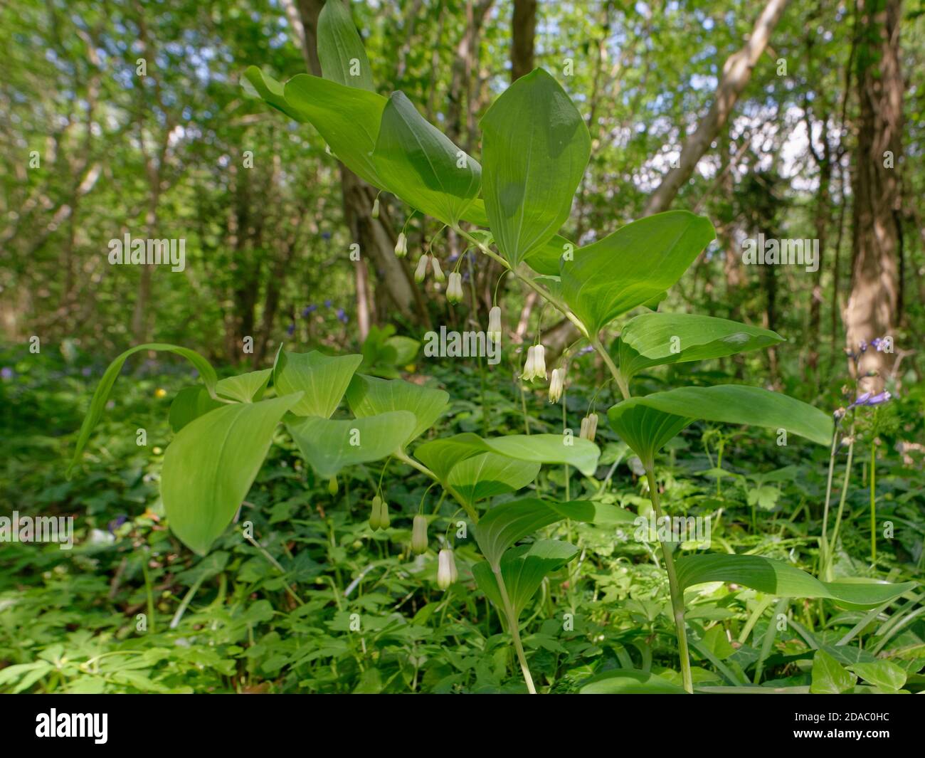 Solomon-Robbe (Polygonatum multiflorum) blüht im alten Waldunterholz, Wiltshire, Großbritannien, Mai. Stockfoto