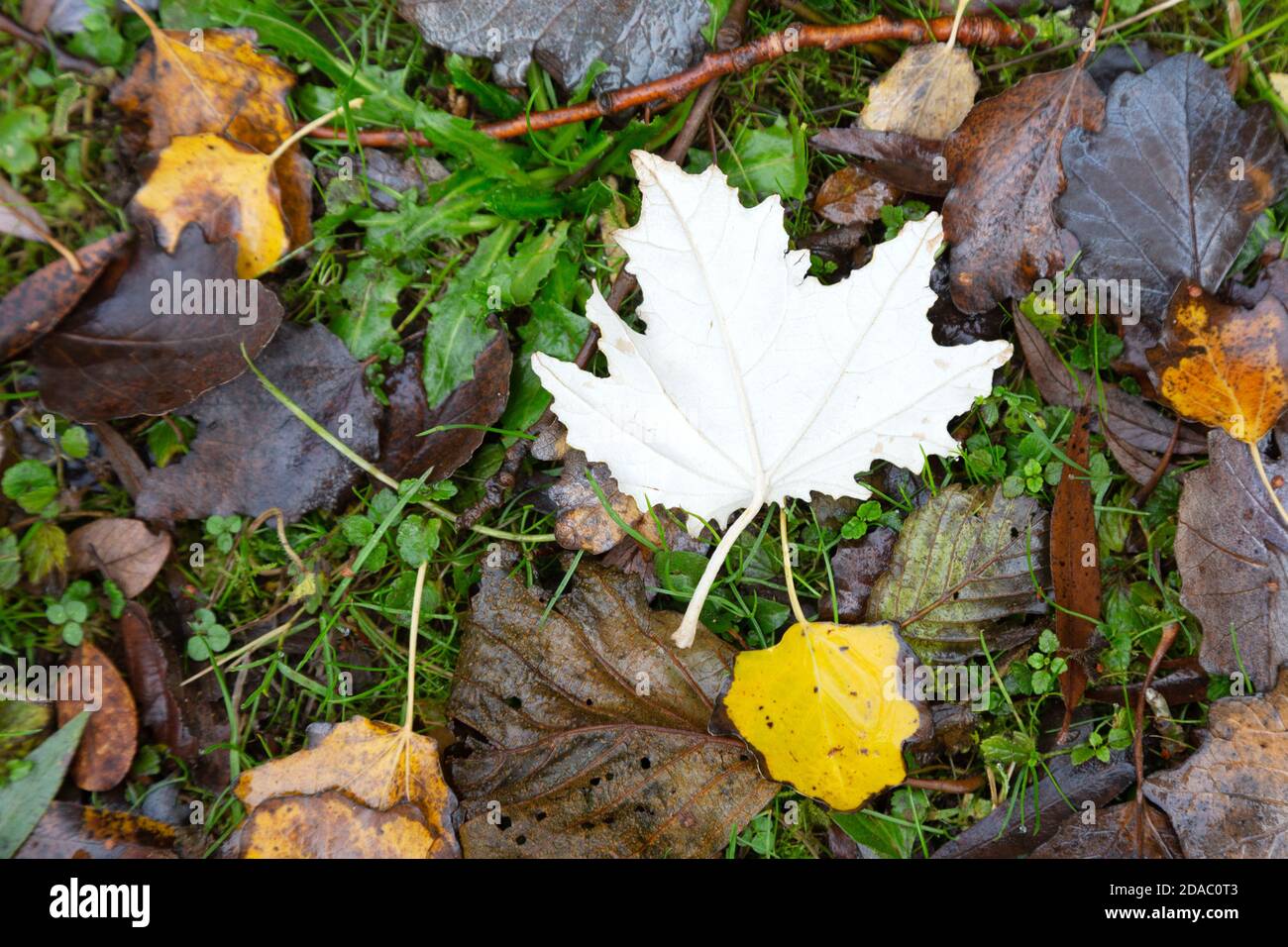 Bunte Herbstblätter, die auf den Boden gefallen sind, Suffolk England UK Stockfoto