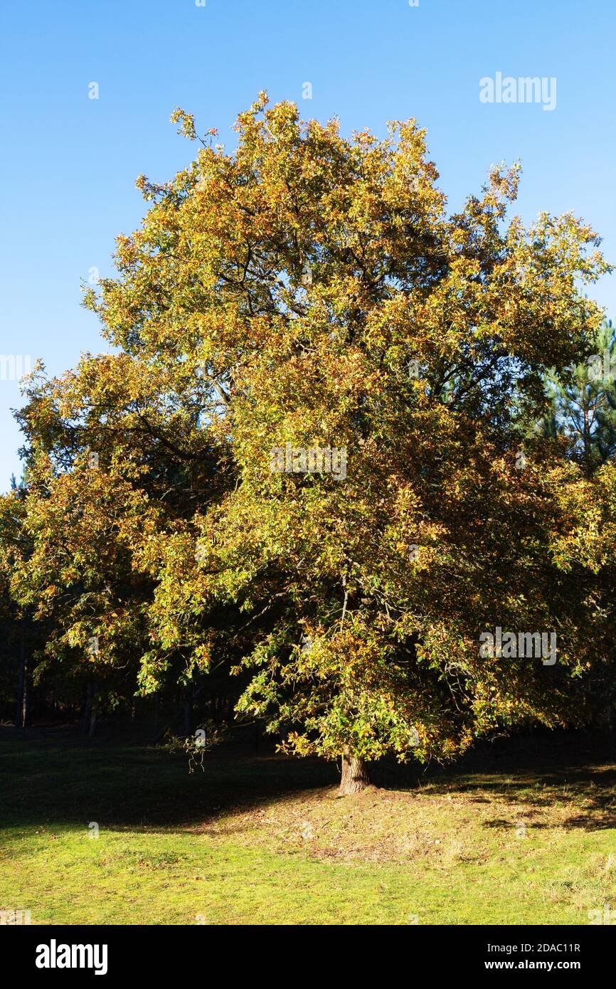 Eine englische Eiche ( Quercus Robur ) in Herbstfarben wächst in King's Forest, mit blauem Himmel, Suffolk UK Stockfoto