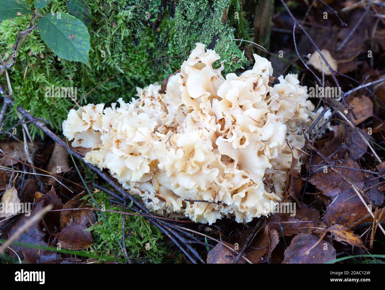 Blumenkohlpilz ( Sparassis crispa ), ein essbarer Pilz wächst in Suffolk, Großbritannien. Auch bekannt als Sparassis und Blumenkohlpilz. Stockfoto