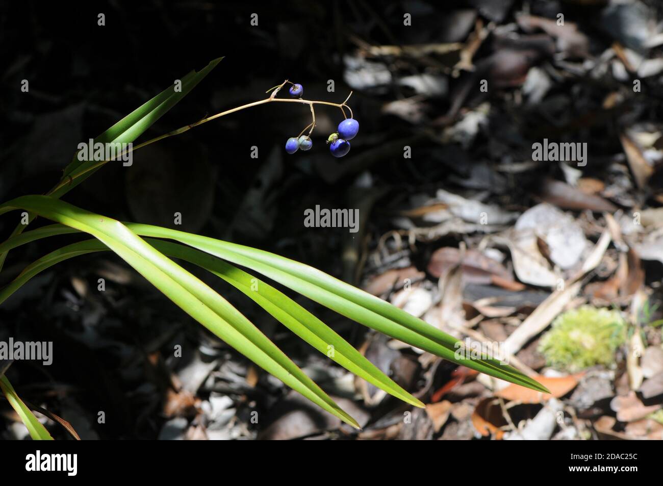 Cerulean Flachslilie wächst wild in Madagaskar Stockfoto
