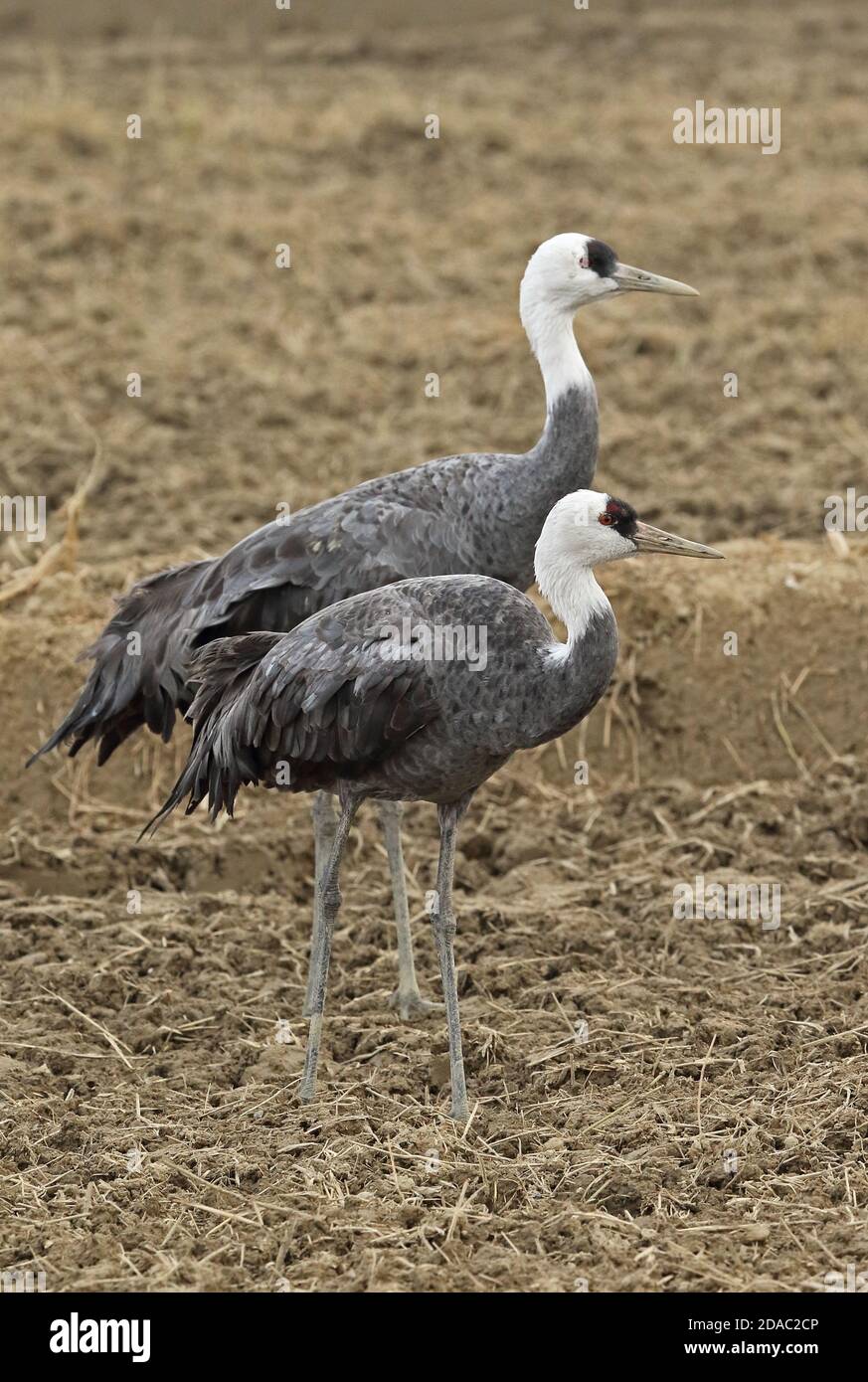 Hooded Crane (Grus monacha) Erwachsene Paar in Stoppeln Feld Arasaki, Kyushu, Japan März Stockfoto