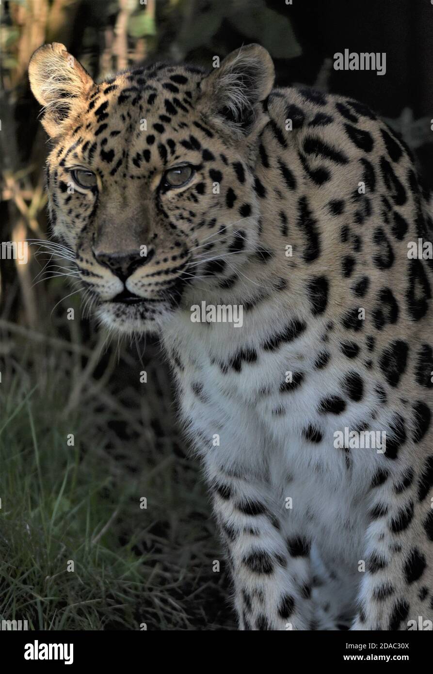 'amur-Leopard', 'Asiatischer Leopard', 'Tierwelt', 'Erhaltung', 'geschützte Arten', 'getarnt', 'gucken', 'nach oben schauen', 'Kopf und Schultern', 'Stare' Stockfoto