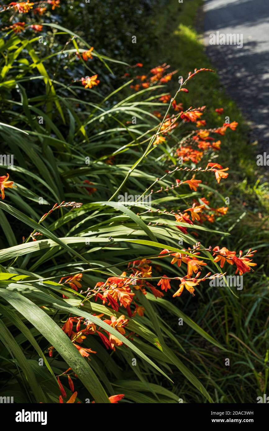Crocosmia montbretia orange blüht am Straßenrand, auch bekannt als Schwertlilie, Garten montbretia, in der Grafschaft Kildare, Irland Stockfoto
