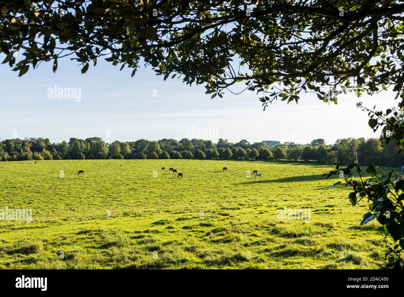 Pferde grasen auf einem Feld auf dem Landgut Gestüt, Palmerstown House, Johnstown, County Kildare, Irland Stockfoto