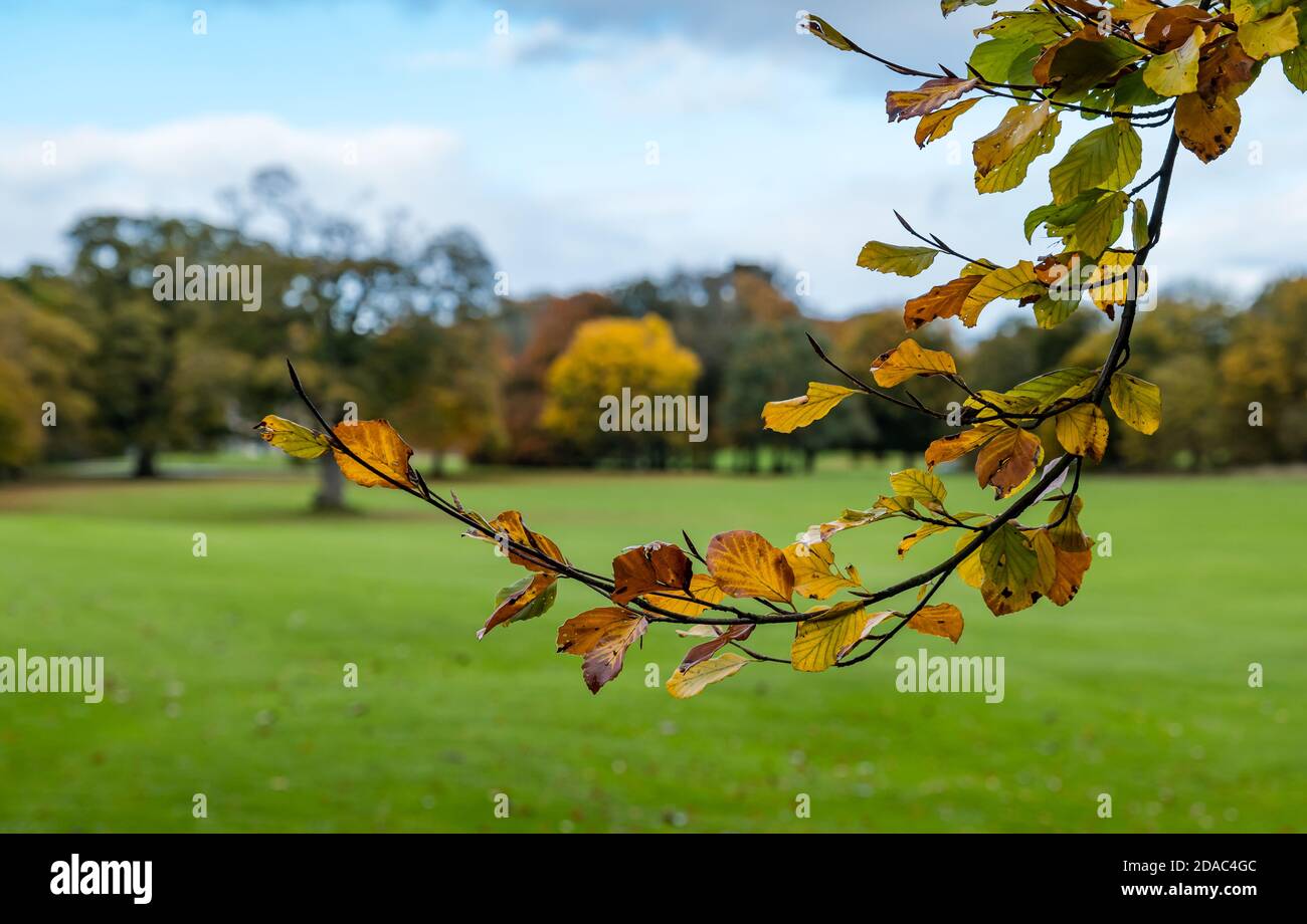 Nahaufnahme eines Baumes mit Herbstblättern, die Herbstbäume umrahmt, Dalmeny Estate, Schottland, Großbritannien Stockfoto