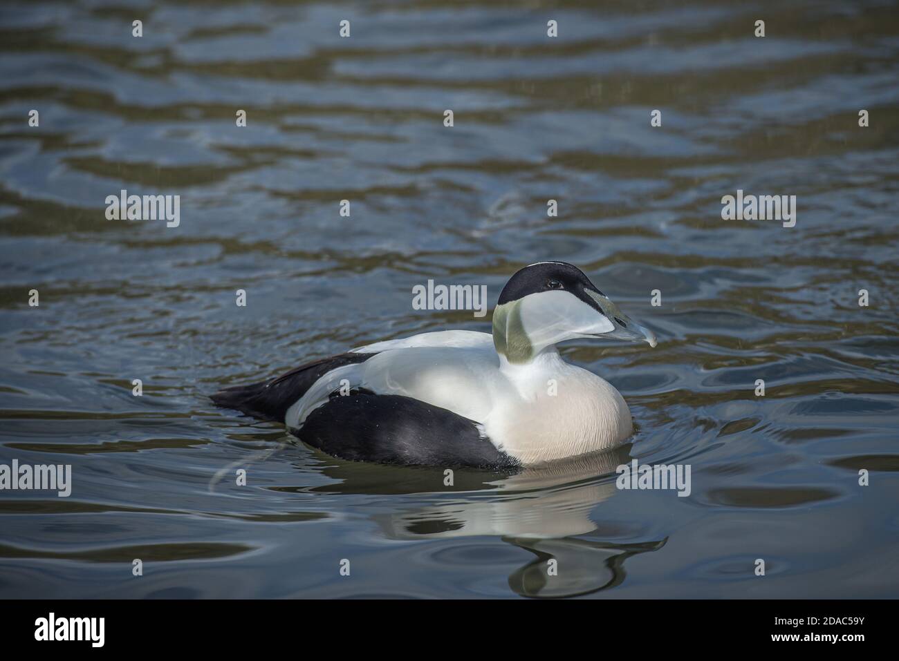 Männliche Eiderenten, Schwimmen Stockfoto