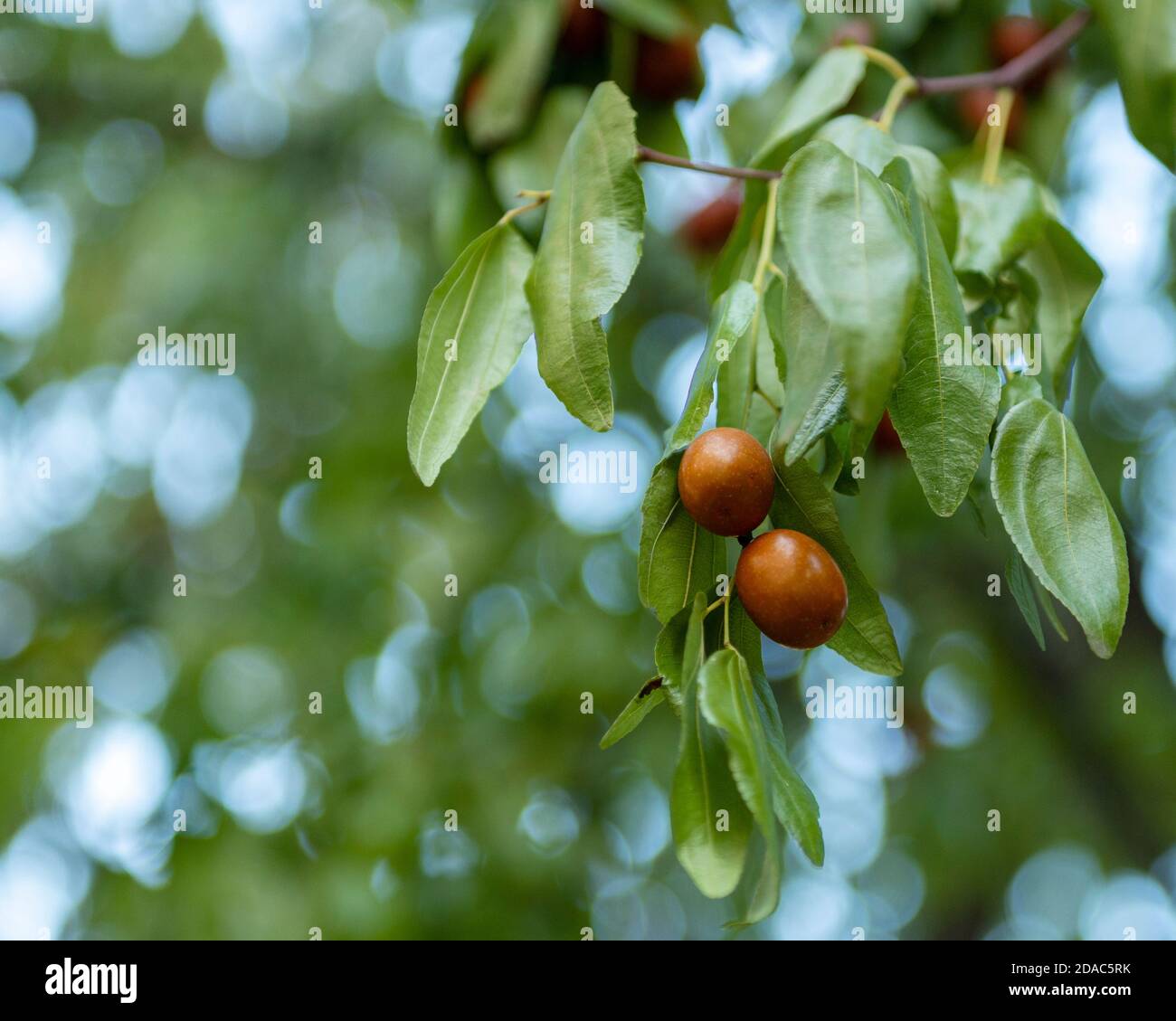 Ziziphus jujujuba oder jujube rote Datum oder chinesische Datum Früchte Reifung auf einem Baum Stockfoto