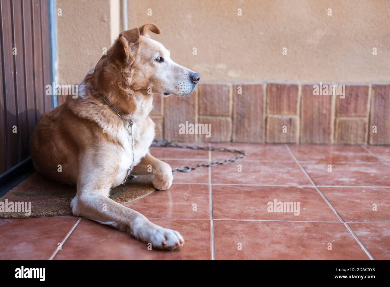 Wachhund an eine Kette gebunden, die den Eingang eines Hauses bewacht. Spanien Stockfoto