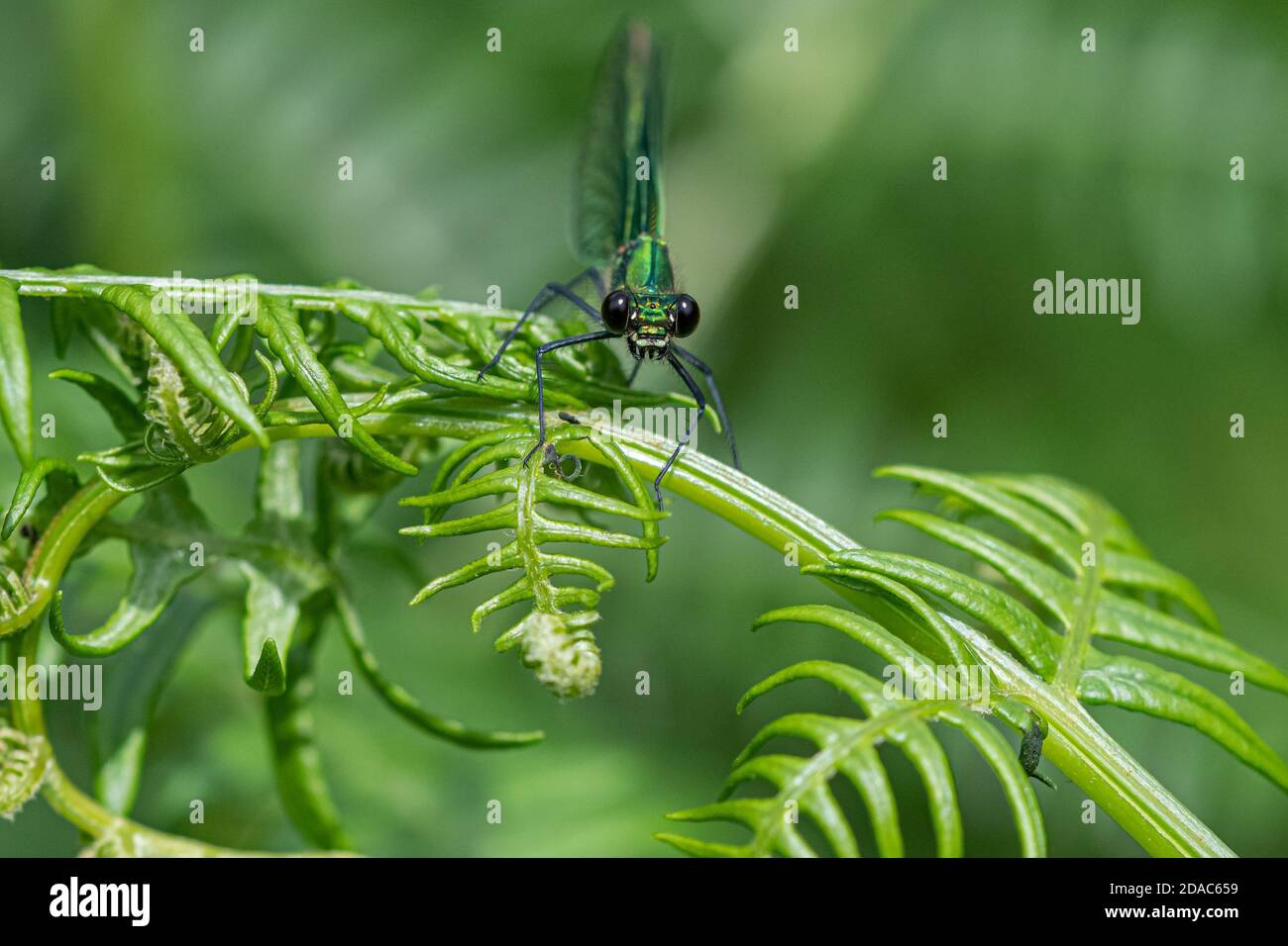 Blau metallic Körper Damselfly ruht auf einem Farn Stockfoto