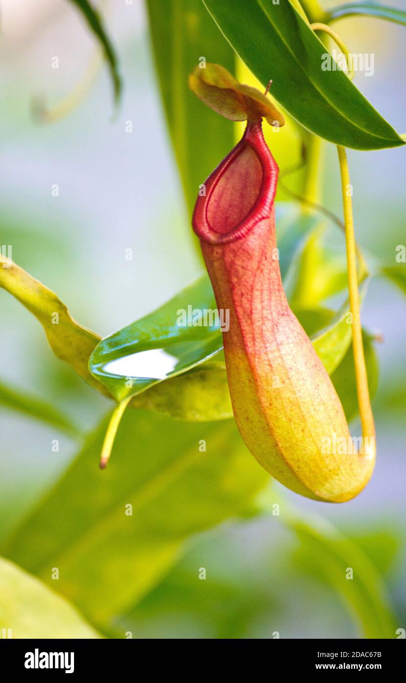 Nepenthes - tropische Kannenpflanze Stockfoto