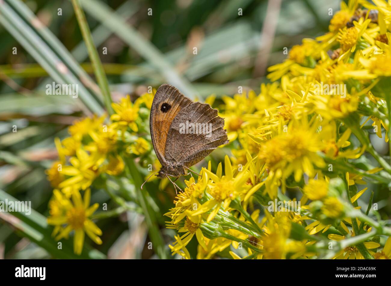 Gatekeeper Schmetterling Stockfoto