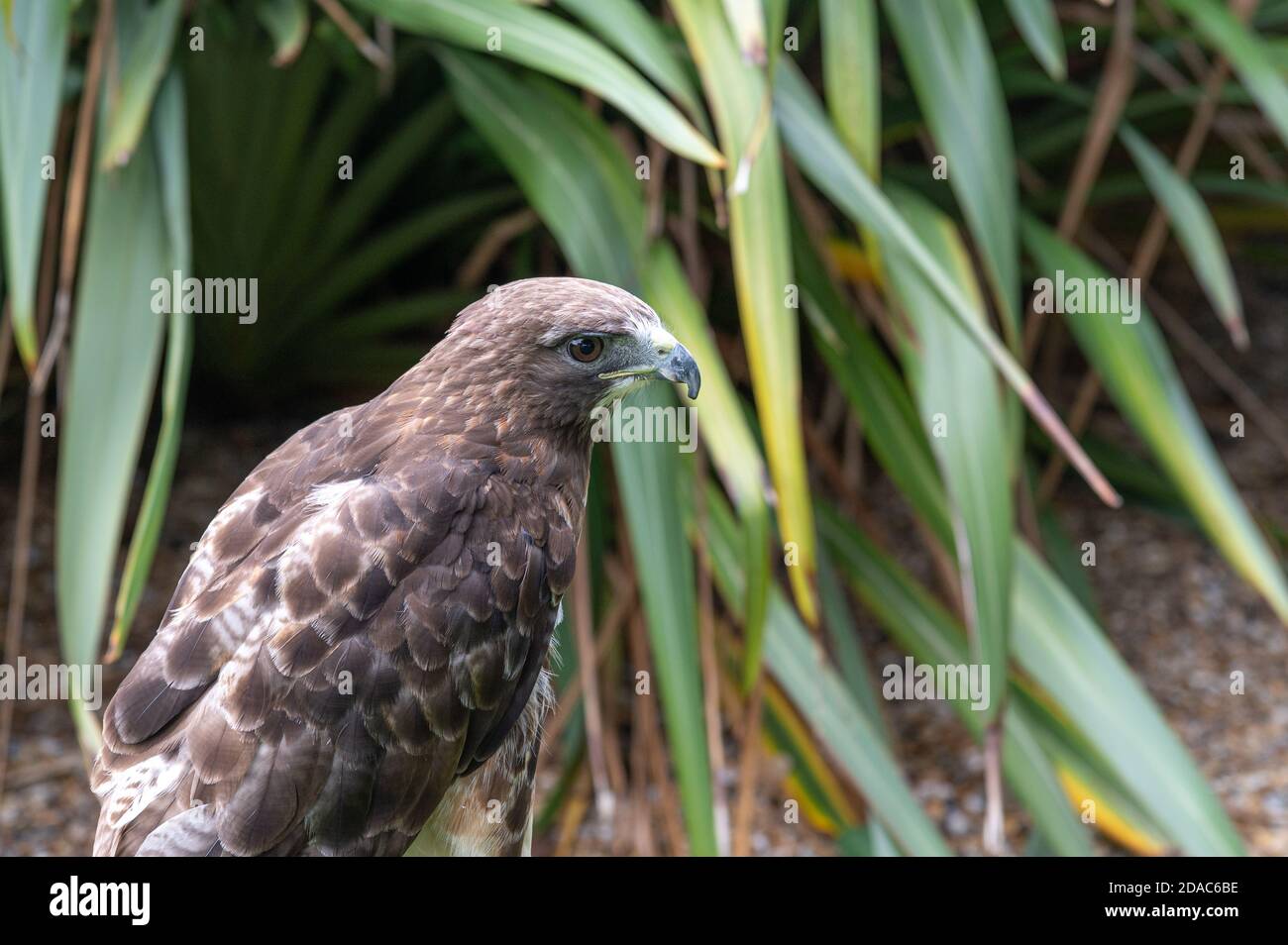Red tailed hawk Stockfoto