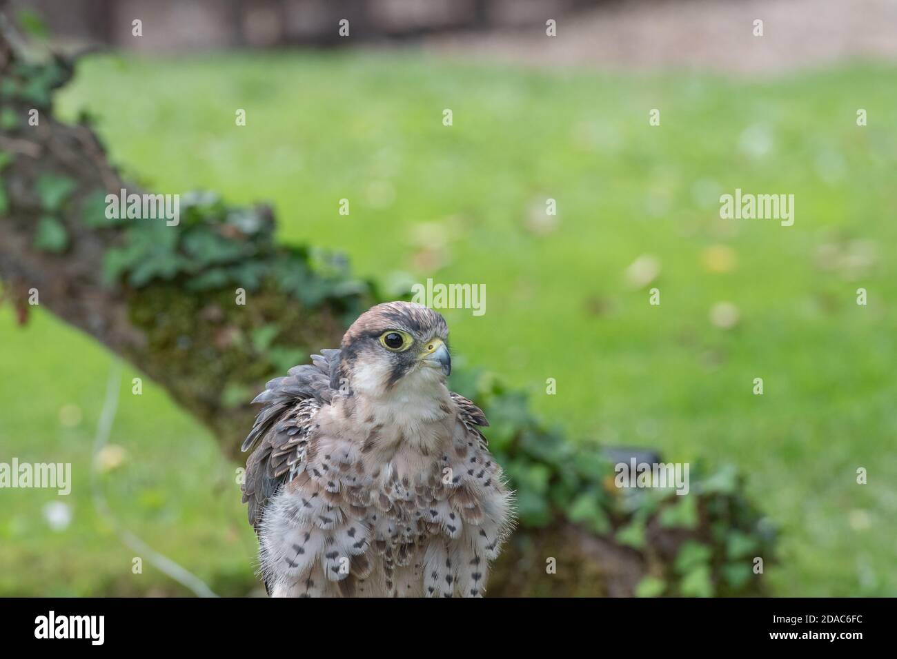 Saker Falke Greifvogel Stockfoto