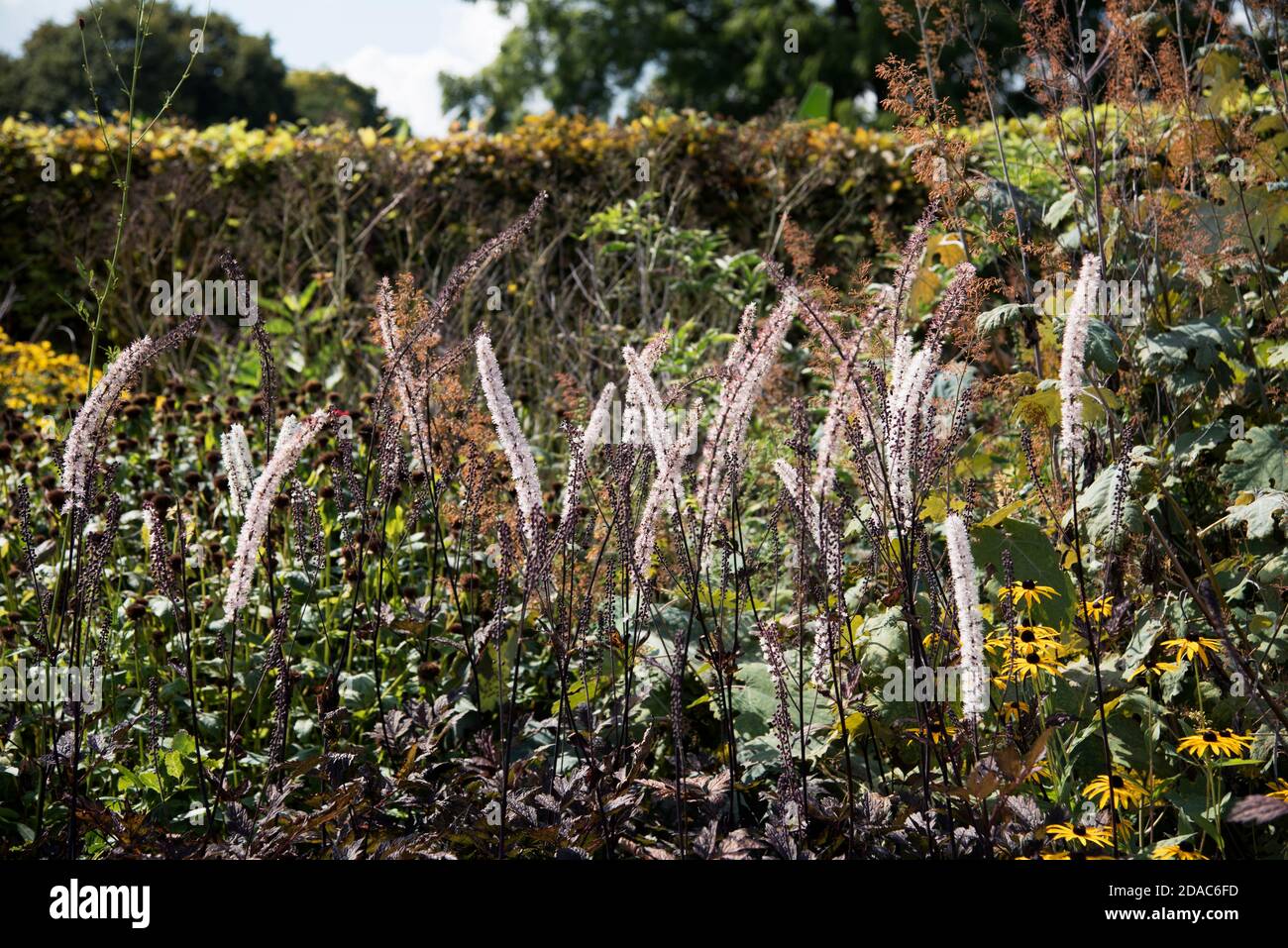 ACTAEA SIMPLEX ATROPURPUREA GRUPPE BRÜNETTE Stockfoto