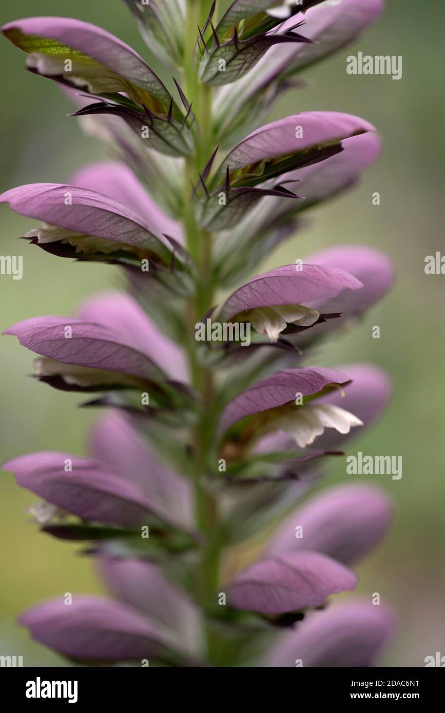 Acanthus Fotos und Bildmaterial in hoher Auflösung Alamy