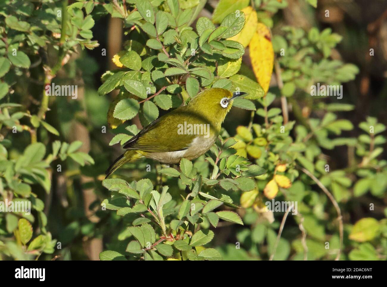 Japanischer Weißauge (Zosterops japonicus japonicus) Erwachsener, der im Baum Kogawa Dam, Kyushu, Japan, thront März Stockfoto