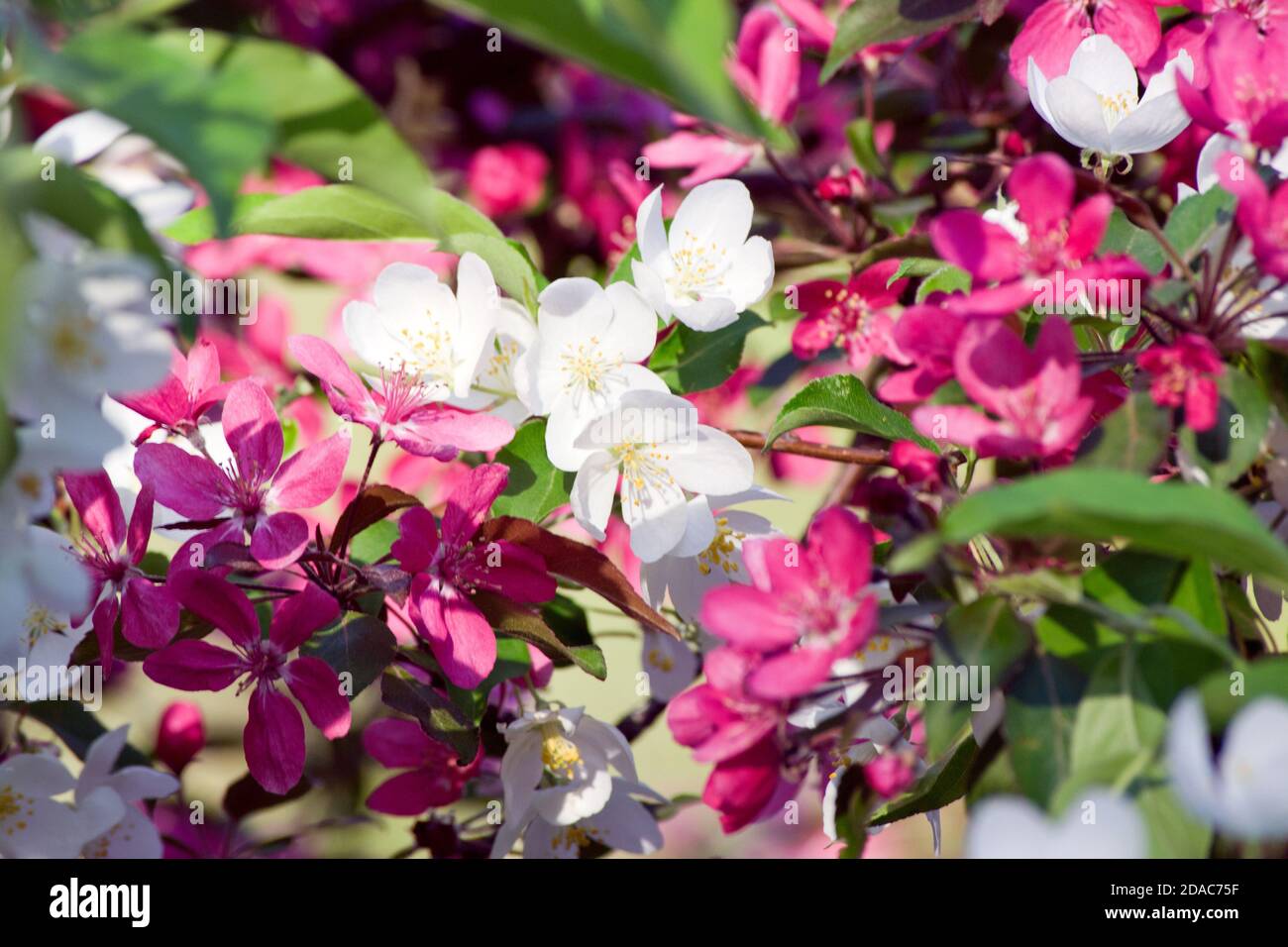 Schöne Frühlingsblüte: Paradies Apfelbaum (malus paradisiaca) rosa und weiße Blüten wachsen zusammen Stockfoto