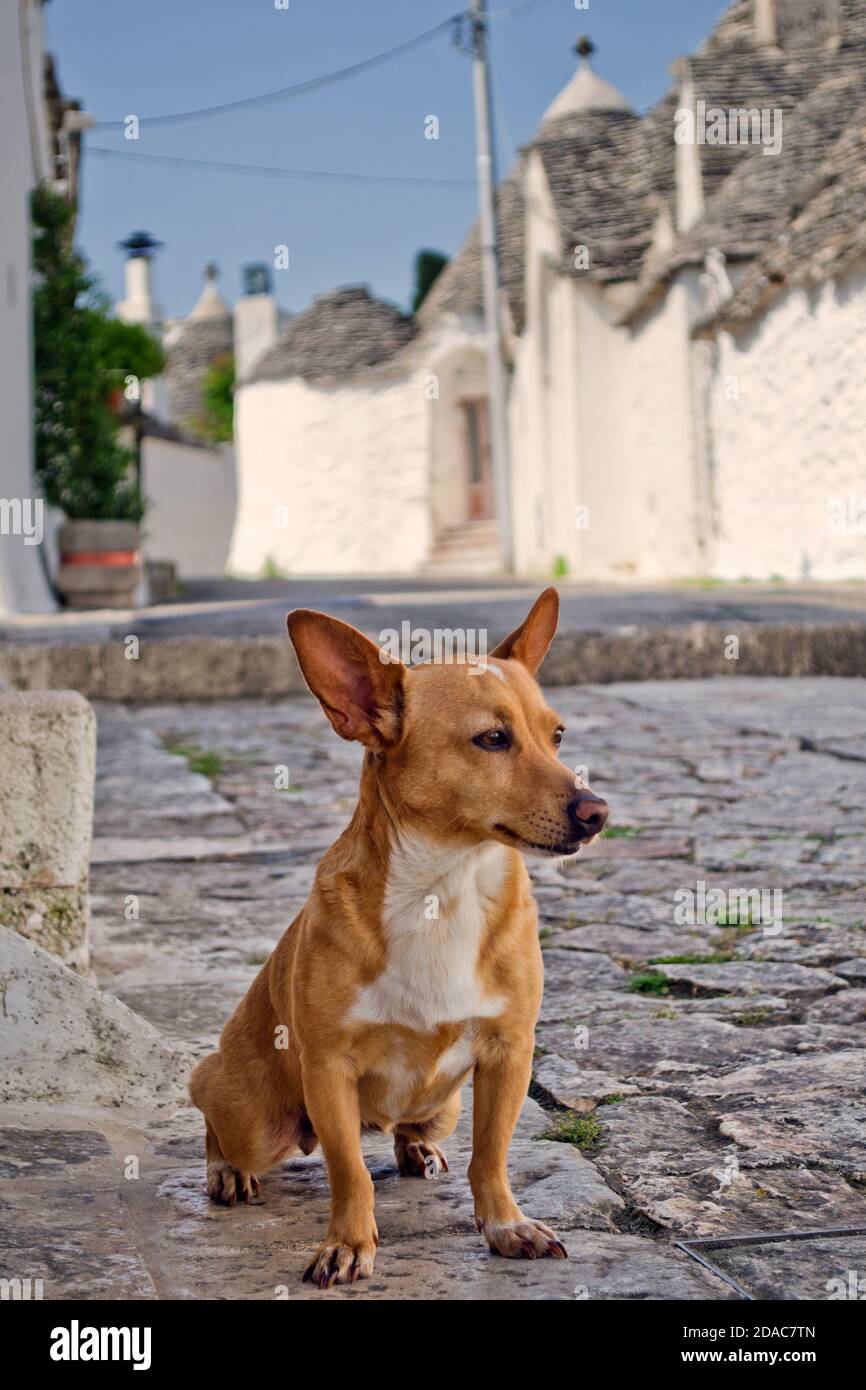 Niedliche kleine Ingwer Kurzhaar Hund sitzt auf der Straße in Alberobello Kleinstadt und Gemeinde der Metropolstadt Bari, Apulien, Süditalien Stockfoto
