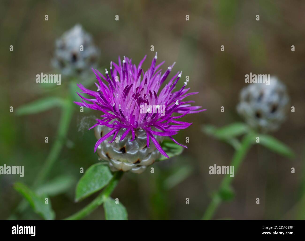 Nahaufnahme der Distel Wildblume auf unscharfem Hintergrund Stockfoto