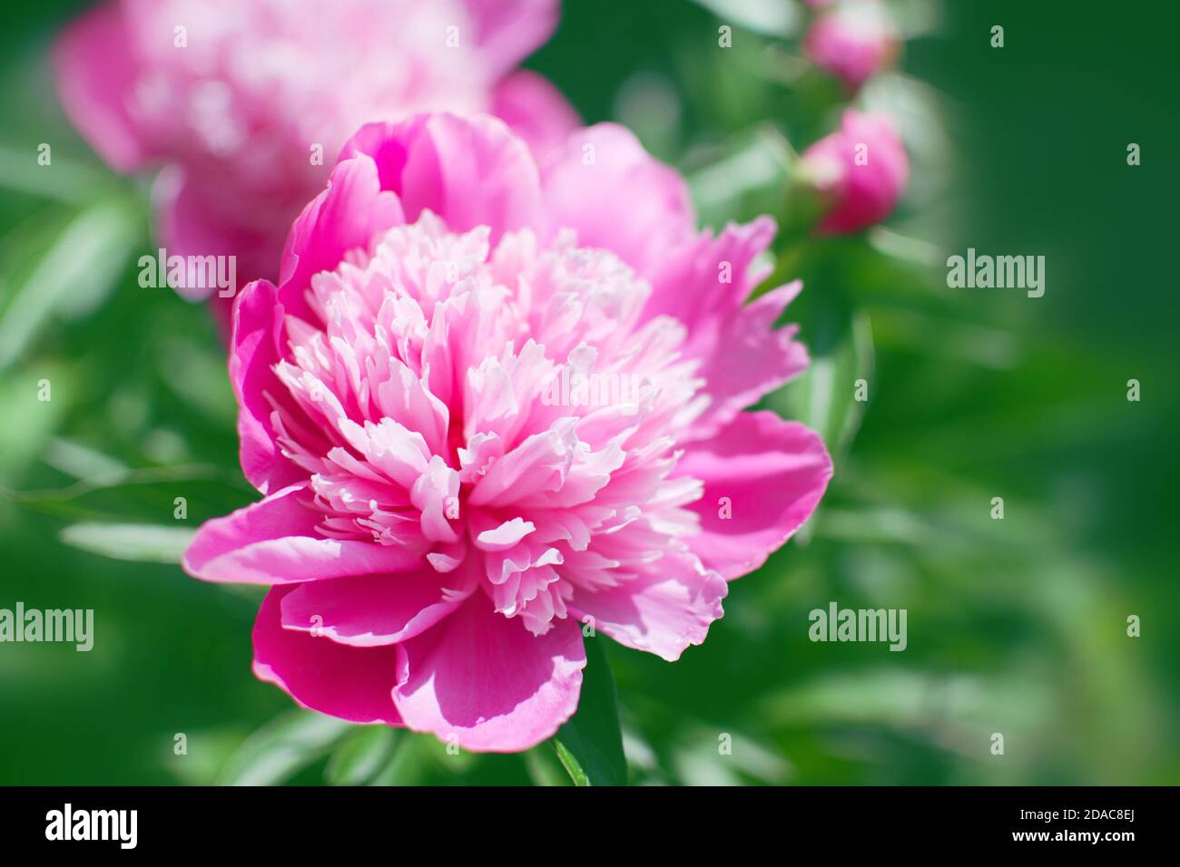 Nahaufnahme der rosa Pfingstrose Blume. Unscharfer Hintergrund. Stockfoto