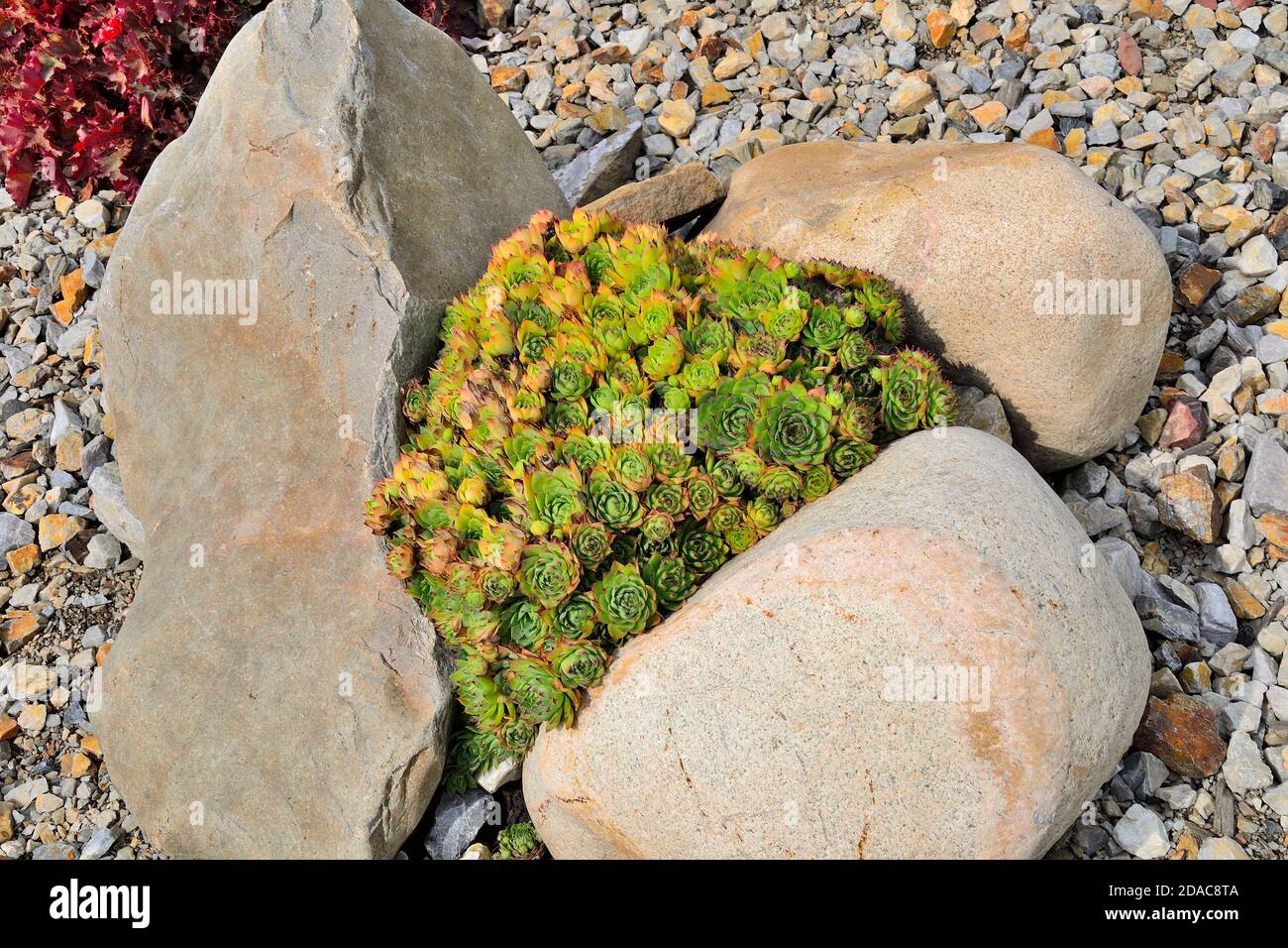 Sempervivum pumilum - dekorative houseleek, Zwerg Sukkulente Pflanze im Steingarten unter Steinen. Dekorative mehrjährige Pflanze verwendet im Landschaftsdesign o Stockfoto