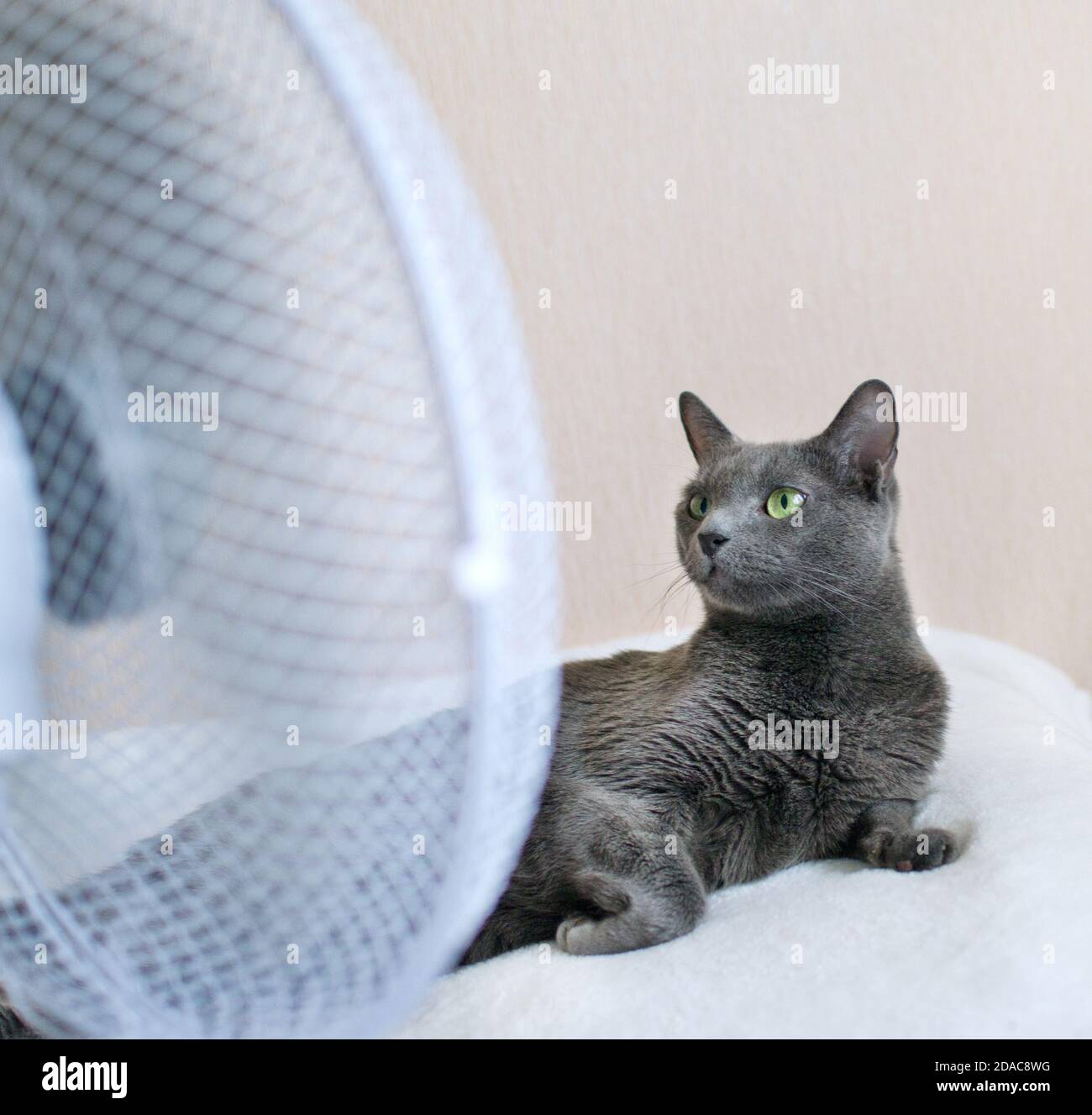 Russische blaue Katze liegt auf dem Bett vor Des Lüfters (Ventilator) Stockfoto