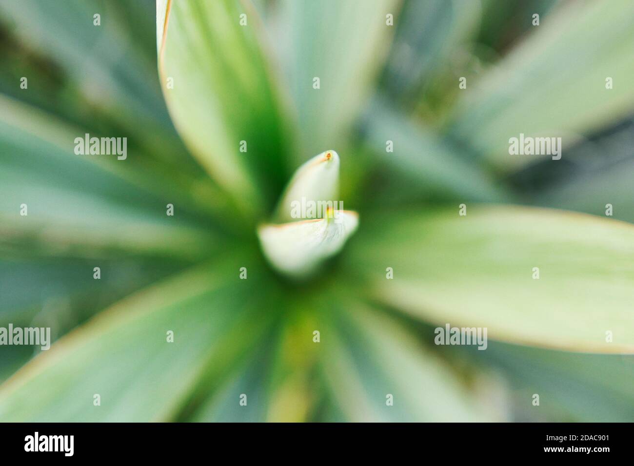 Grüne Hauspflanze mit schwertartigen Blättern. Overhead-Aufnahme. Geringe Schärfentiefe. Makro. Stockfoto