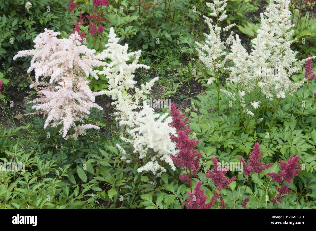 Astilbe blüht im Garten, Nahaufnahme Stockfoto