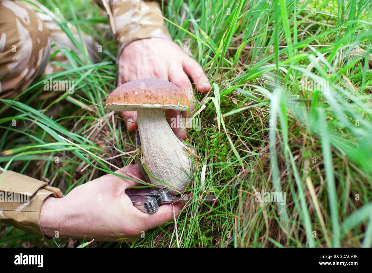 Person pflückt Steinpilz im Wald Stockfoto