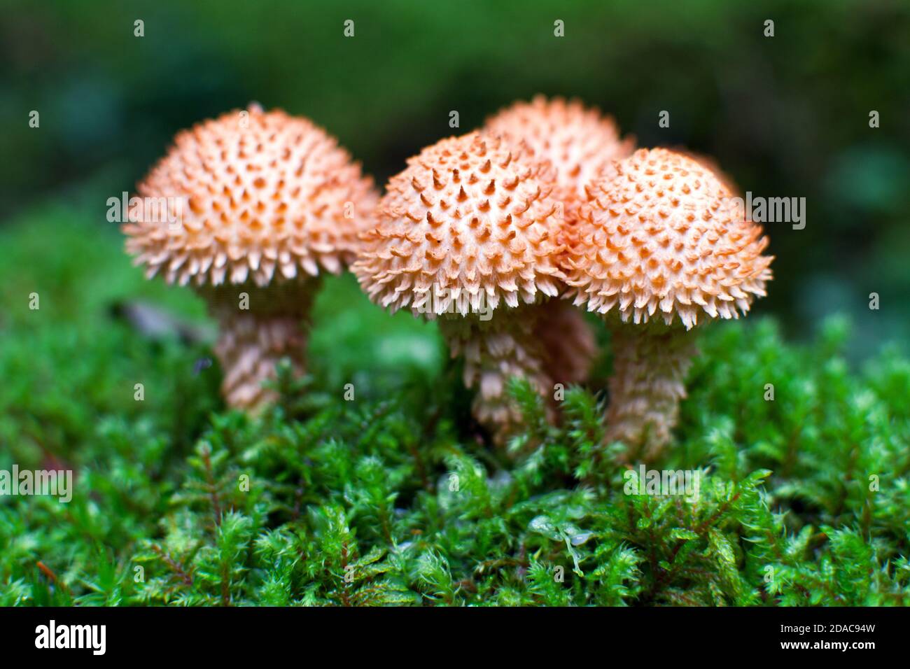 Shaggy Scalycap (Pholiota squarrosa) Der Pilz wächst im moosigen Wald Stockfoto