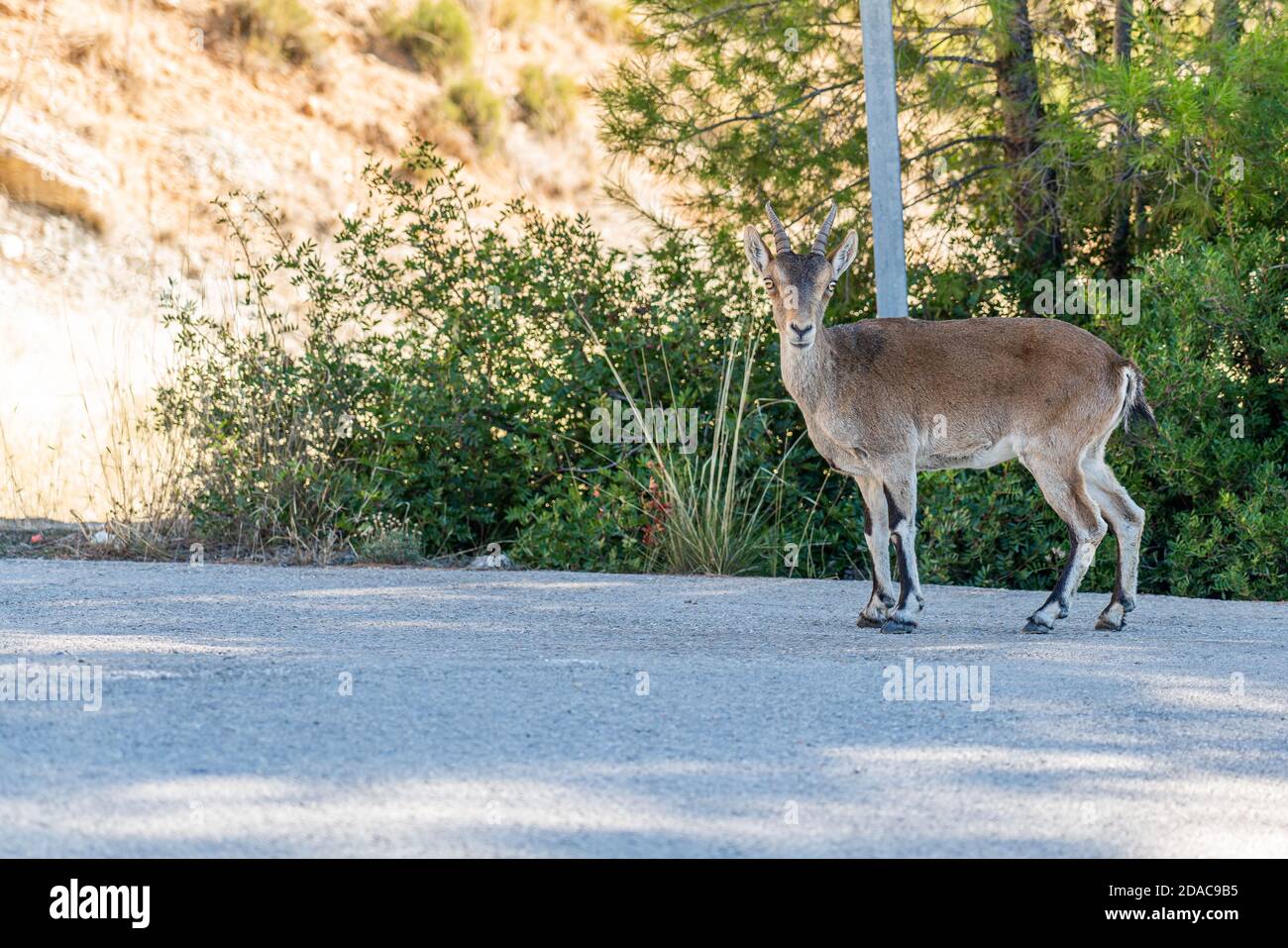 Iberischer Steinbock, spanischer Steinbock am Reserva Natural de las Hoces del Cabriel Stockfoto