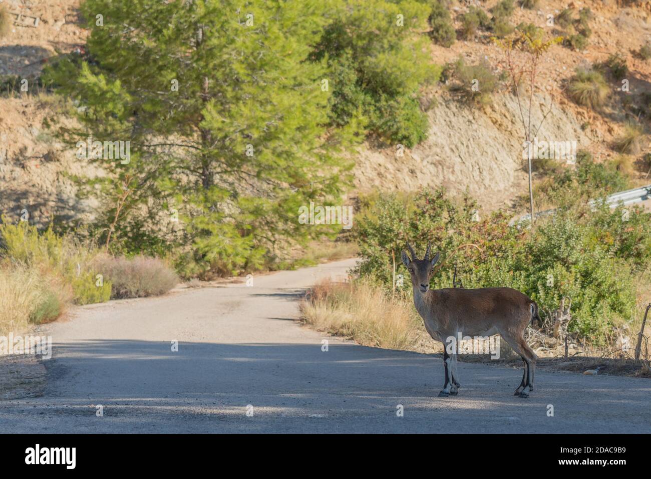 Iberischer Steinbock, spanischer Steinbock am Reserva Natural de las Hoces del Cabriel Stockfoto