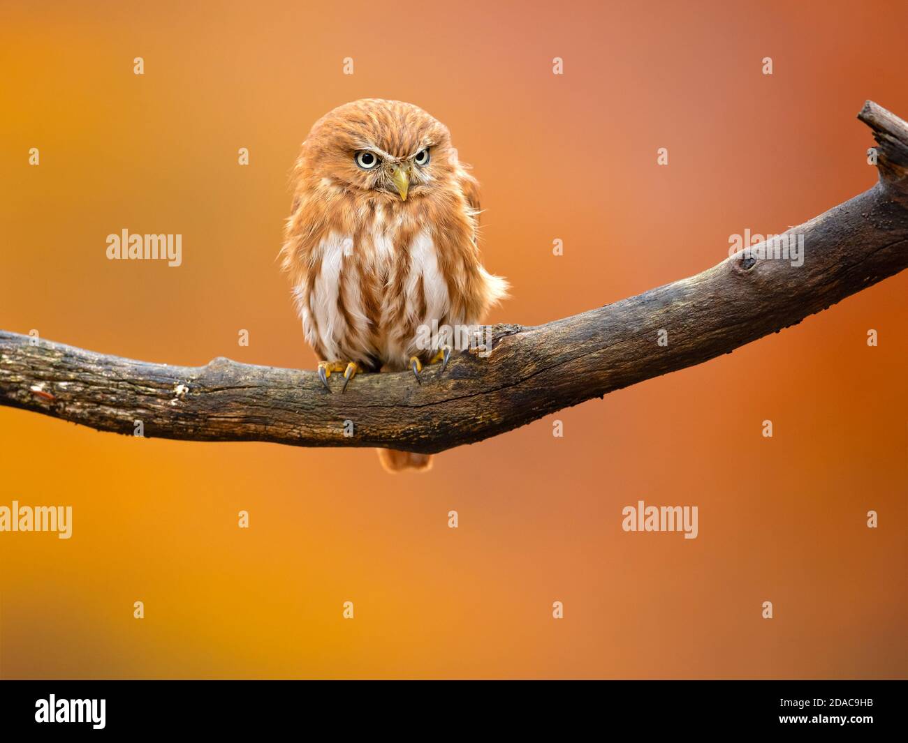 Porträt der schönsten Eule Stockfoto