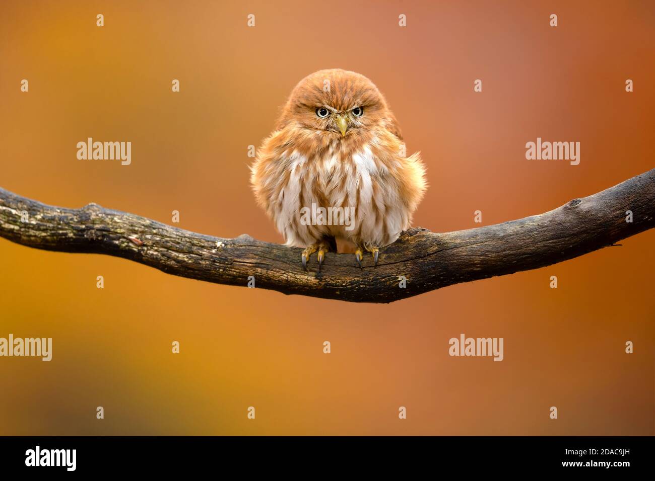 Porträt der schönsten Eule Stockfoto